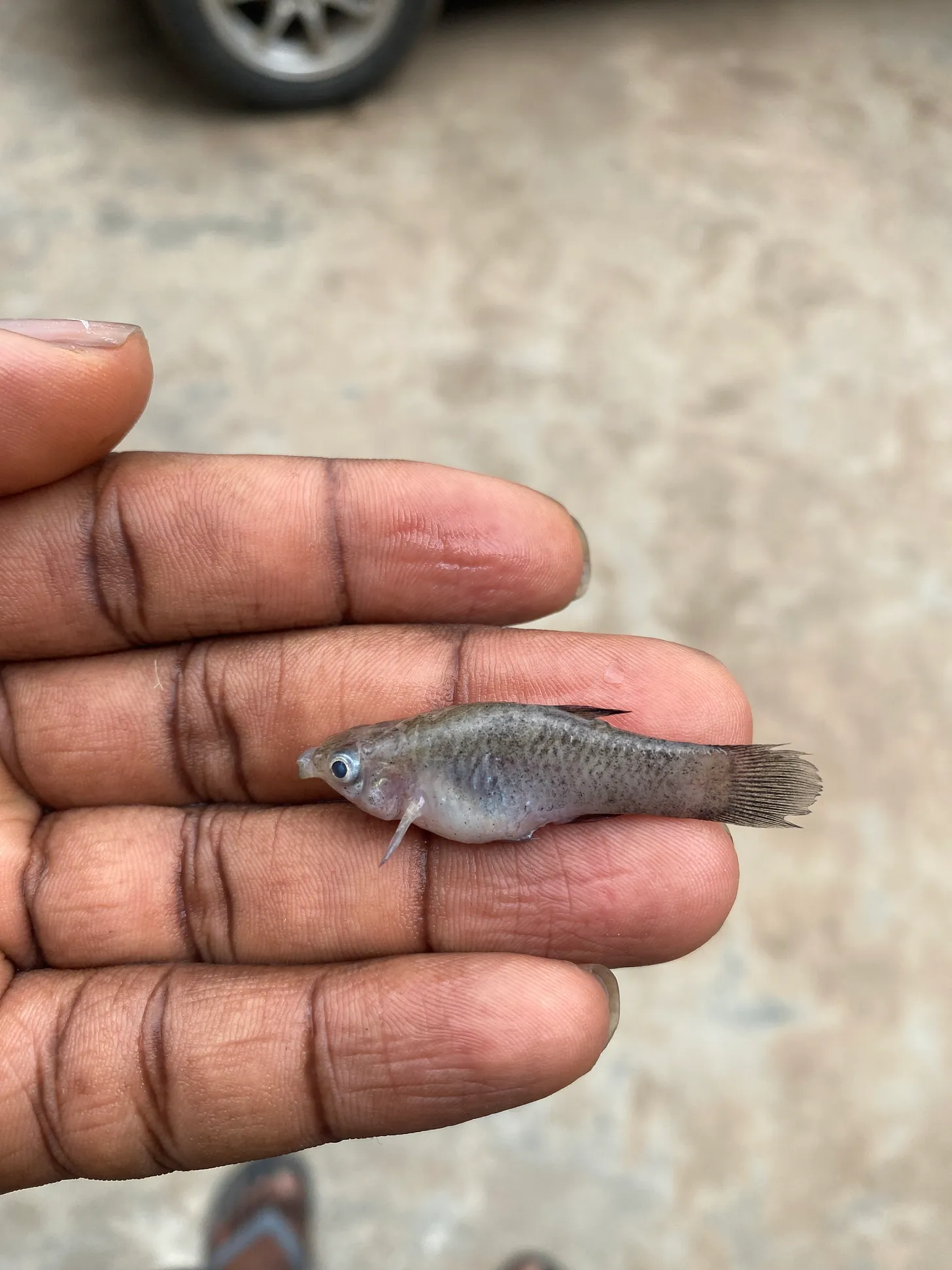 My Fish